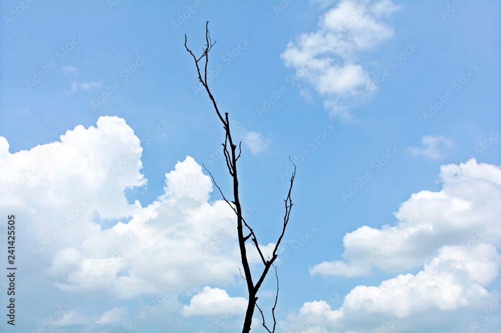 Branch of dead tree on blue sky with cloud in summer - background Branch of dead tree on blue sky with cloud in summer - background