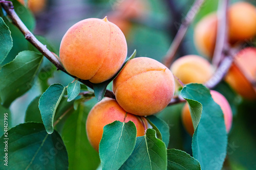 A bunch of ripe apricots branch