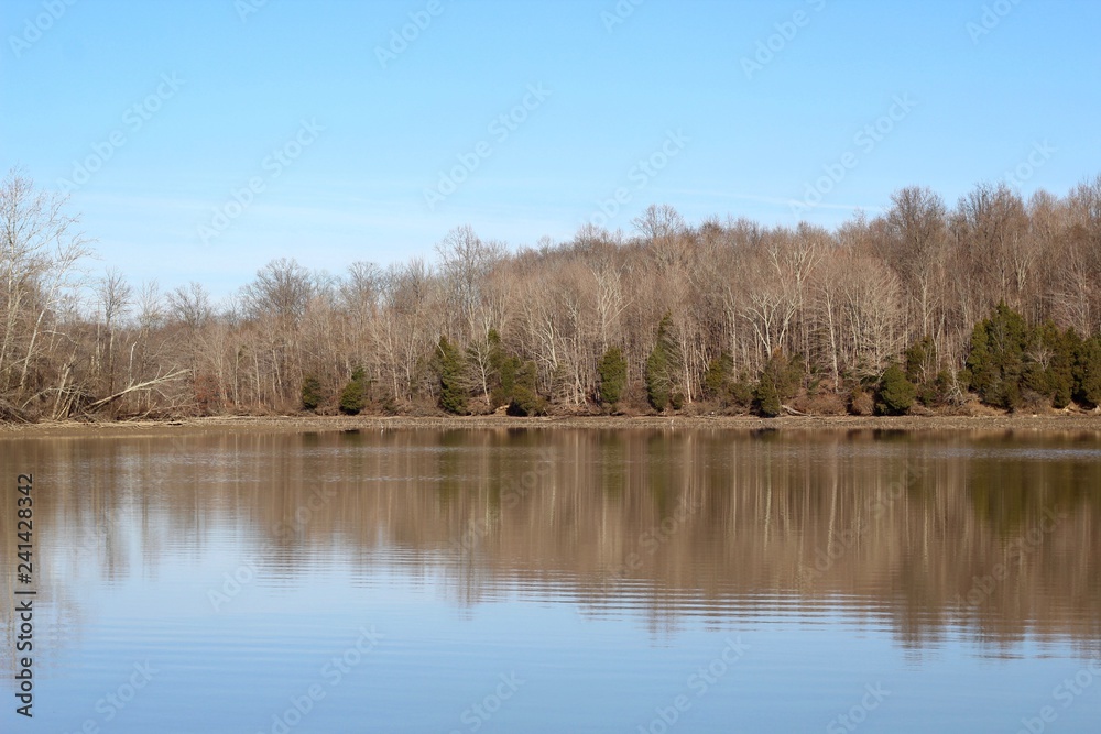 The reflections of the bare trees off the water of the lake.