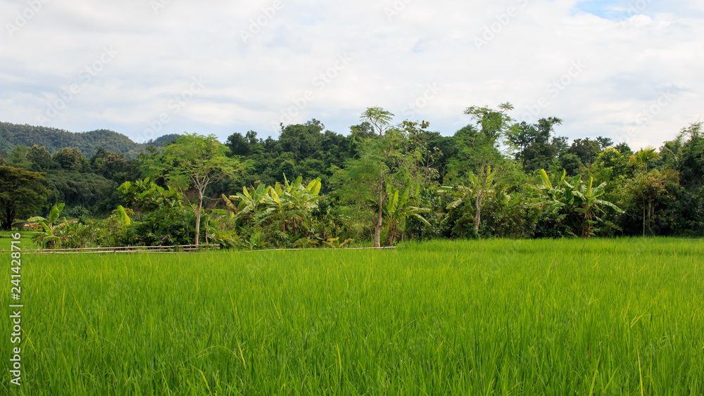 Green paddy rice in the field, Rice grains tree in Chiang Mai Thailand Green paddy rice in the field, Rice grains tree in Chiang Mai Thailand