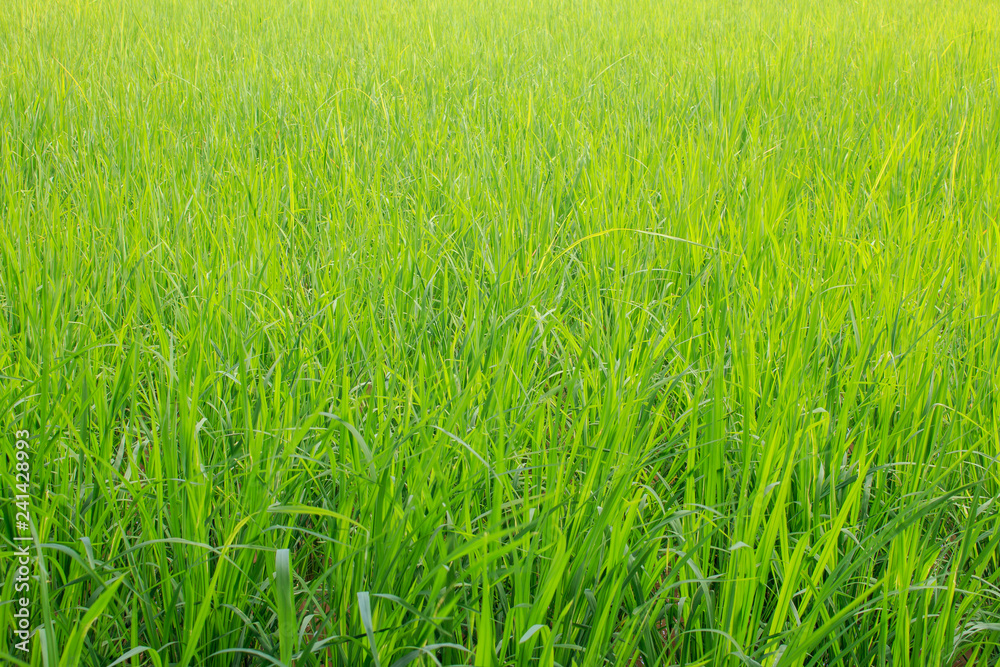 Green paddy rice in the field, Rice grains tree  in Chiang Mai Thailand