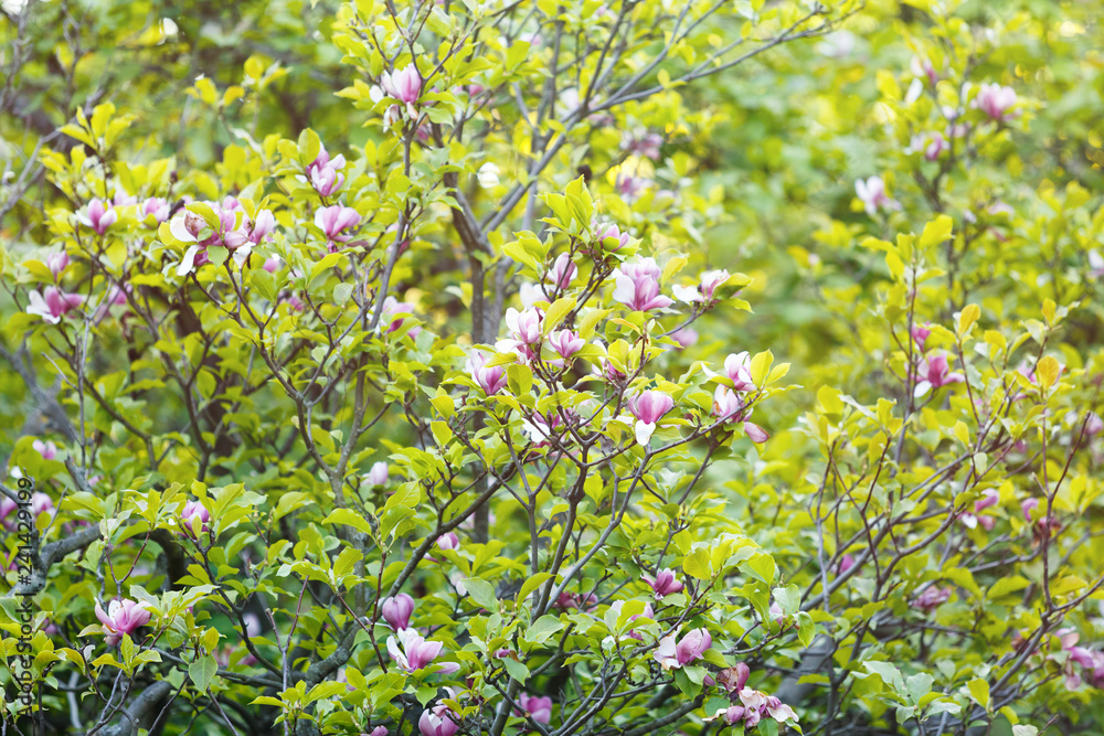 Flowering Magnolia tree. Chinese Magnolia blossom with violet and white tulip-shaped flowers. Beautiful and tender blossomed magnolia branches Spring background, nature Flowering Magnolia tree. Chinese Magnolia blossom with violet and white tulip-shaped flowers. Beautiful and tender blossomed magnolia branches Spring background, nature