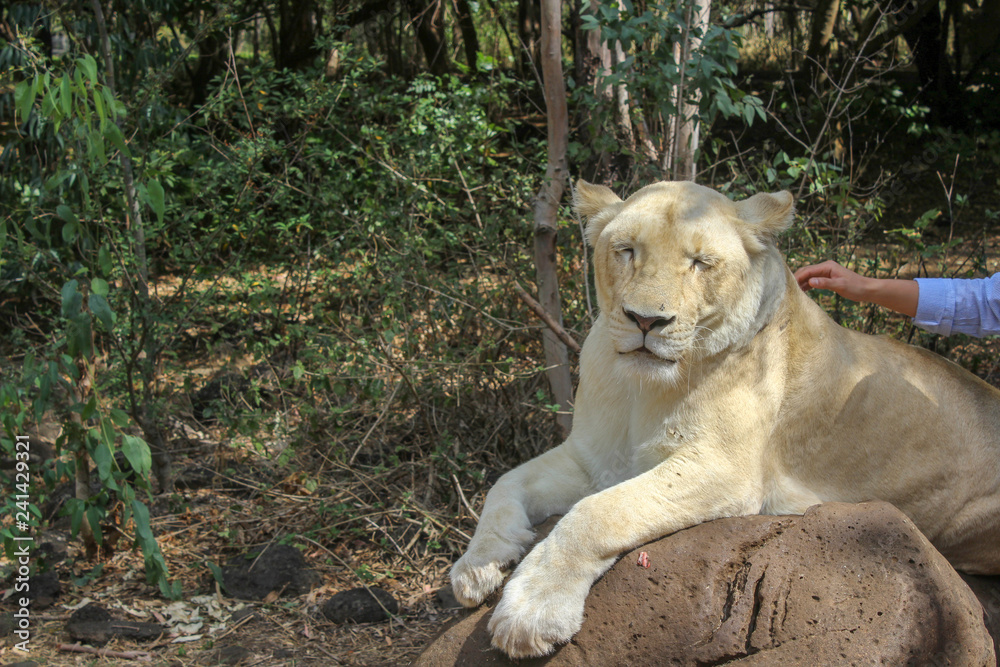 Majestic White Lioness Resting on a Stone in a Natural Habitat – Perfect for Wildlife and Safari Photography Majestic White Lioness Resting on a Stone in a Natural Habitat – Perfect for Wildlife and Safari Photography