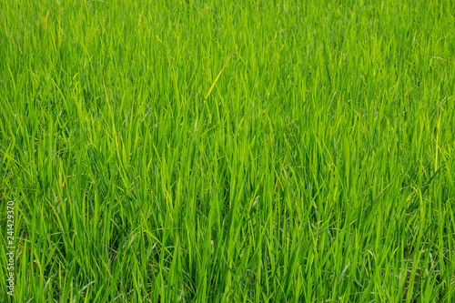 Green paddy rice in the field, Rice grains tree in Chiang Mai Thailand