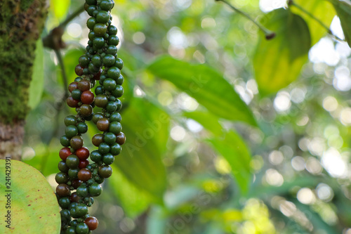 Closed up fresh and green pepper plant background photo