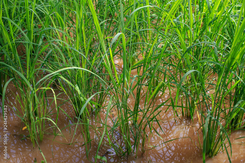 Fototapeta premium Green paddy rice in the field, Rice grains tree in Chiang Mai Thailand