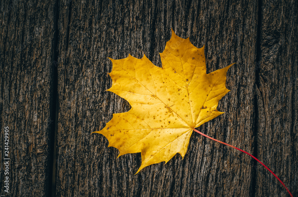Autumn background with yellow colored maple leaves on wooden board in the middle of fall time Autumn background with yellow colored maple leaves on wooden board in the middle of fall time