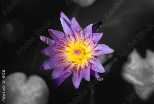 Beautiful lotus flower on the water surface.