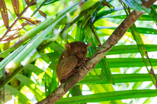 Tarsier (Tarsius Syrichta), the world's smallest primate in Bohol Tarsier sanctuary.  Cute Tarsius monkey with big eyes sitting on a branch with green leaves. Bohol island, Philippines. © umike_foto