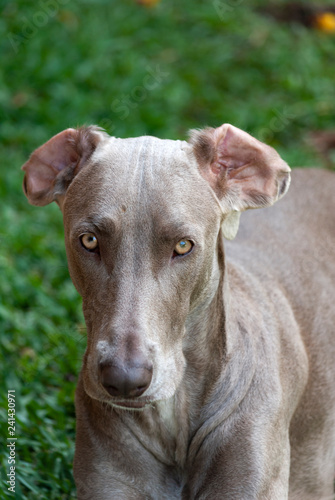 Portrait of brown-haired dog watching camera and friendly face