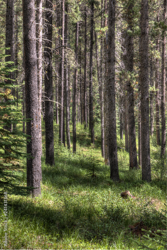 Fototapeta premium Conifer forest