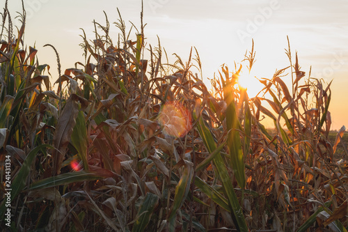 a Cornfield in the Fall while a beautiful Sunset. The Sun is shining through the Plants photo