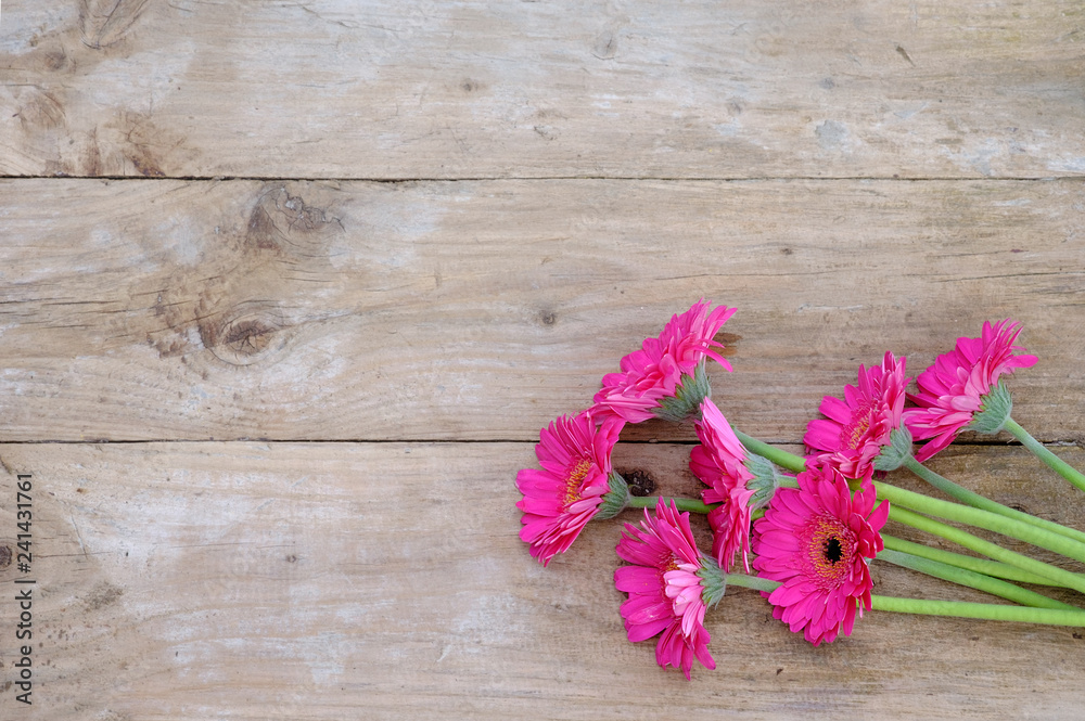 Bright pink gerbera flowers on rustic wooden background Bright pink gerbera flowers on rustic wooden background