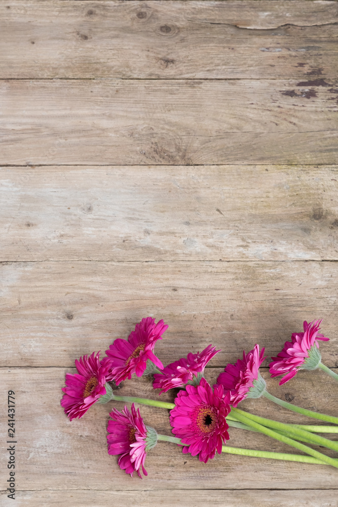 Bright pink gerbera flowers on rustic wooden background