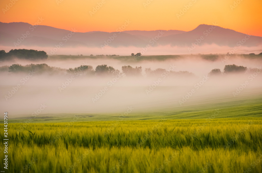 Morning nature with golden wheat and vivid background. In the background is church, village and hills covered by clouds. Nice spring wallpaper Morning nature with golden wheat and vivid background. In the background is church, village and hills covered by clouds. Nice spring wallpaper