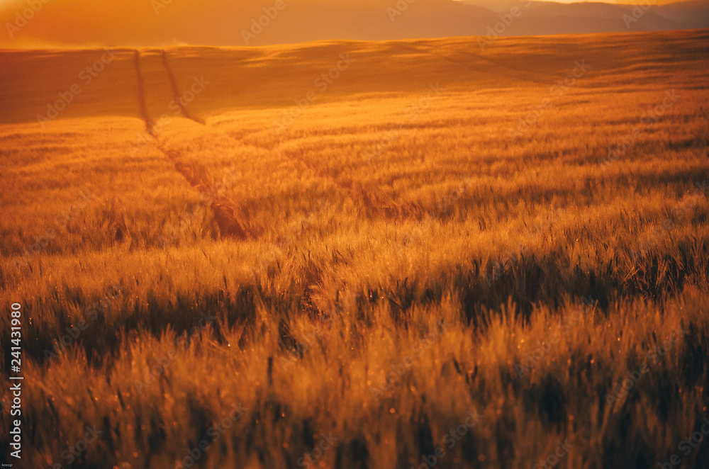Fototapeta premium Morning landscape with rye and mist. Nice summer sunrise scenery