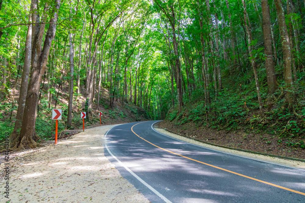 Road in the forest. The Bohol Man-Made is a mahogany forest stretching in a 2 km stretch of densely planted with Mahogany trees. Philippines. Road in the forest. The Bohol Man-Made is a mahogany forest stretching in a 2 km stretch of densely planted with Mahogany trees. Philippines.