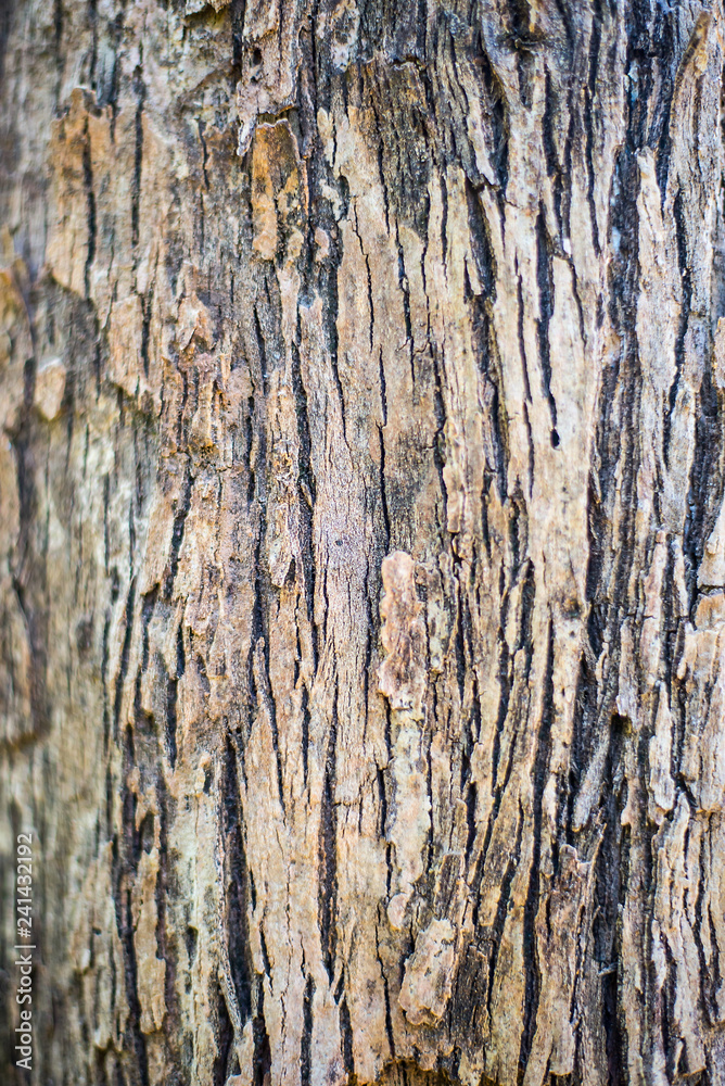 The surface and the old and dry cracked form of natural wood The surface and the old and dry cracked form of natural wood
