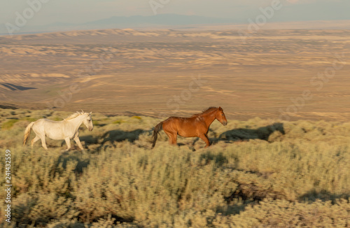 Wild horses in the Colorado High Desert