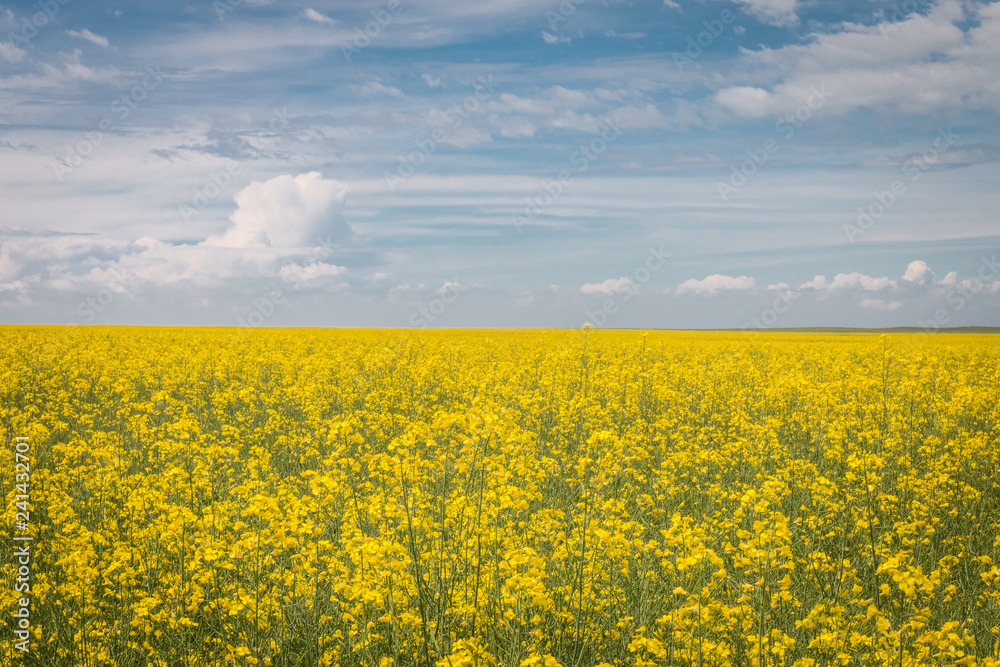 Canola