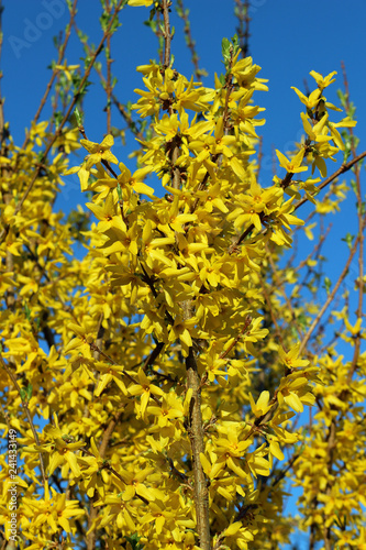 Yellow Forsythia tree in bloom in Spring