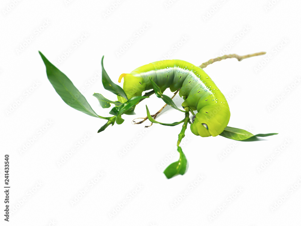 Fototapeta premium The Green Caterpillar walking in close up on the bunch of green leaves isolated on white background.