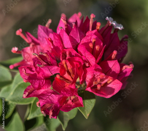 Bougainvillea flowers
