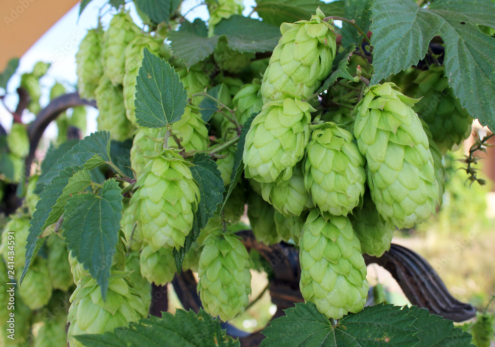 Green fresh hop cones growing on the fence Green fresh hop cones growing on the fence