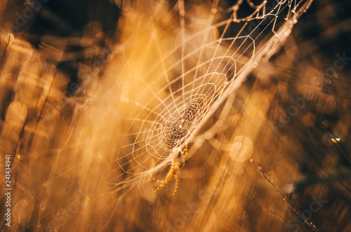 Spider web with water drops - morning light