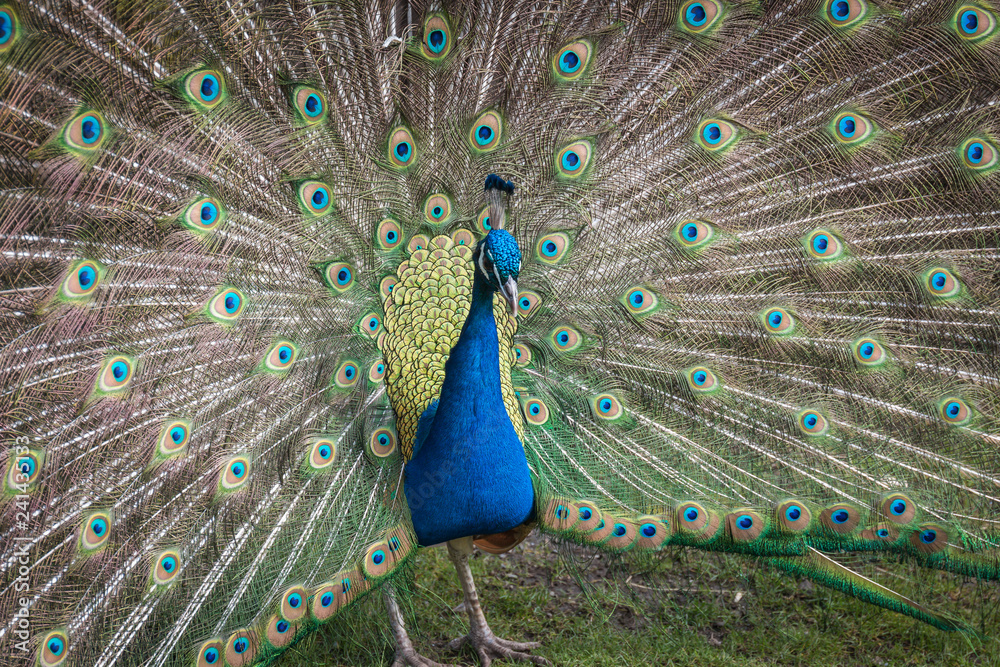 Naklejka premium Peacock