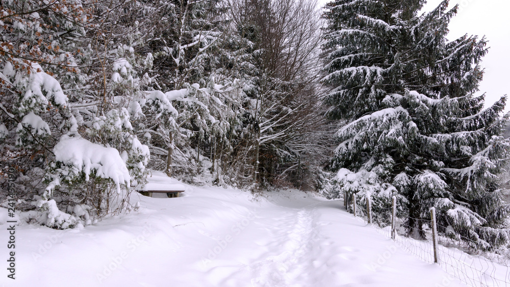 verschneites Wald verschneites Wald