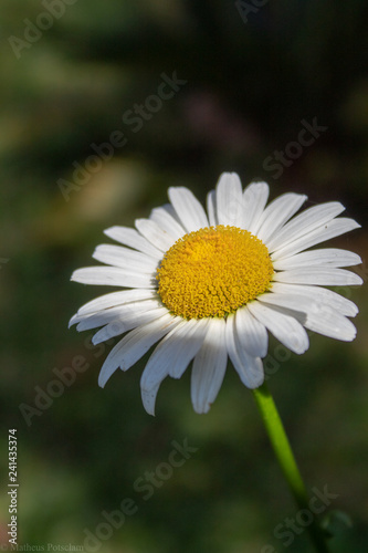 daisy in the grass