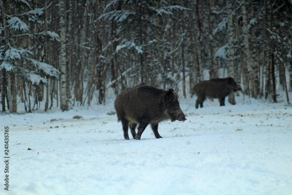 Wild boars feeding in a forest glade and observing the environment during the cold season. image of game animals in their natural habitat Wild boars feeding in a forest glade and observing the environment during the cold season. image of game animals in their natural habitat