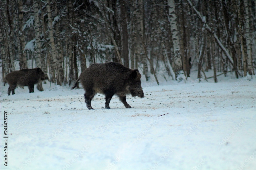 Wild boars feeding in a forest glade and observing the environment during the cold season. image of game animals in their natural habitat Wild boars feeding in a forest glade and observing the environment during the cold season. image of game animals in their natural habitat