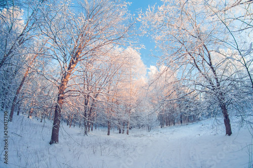 beautiful winter landscape, snowy forest on sunny day, distortion perspective fisheye lens, snowy trees with blue sky