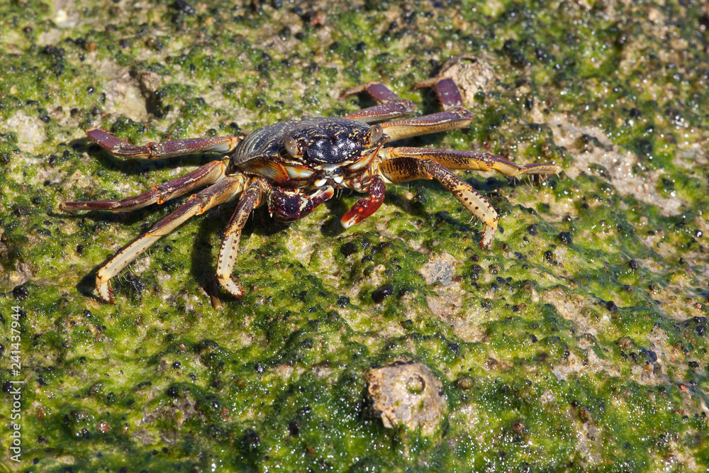 Crab on the Red sea