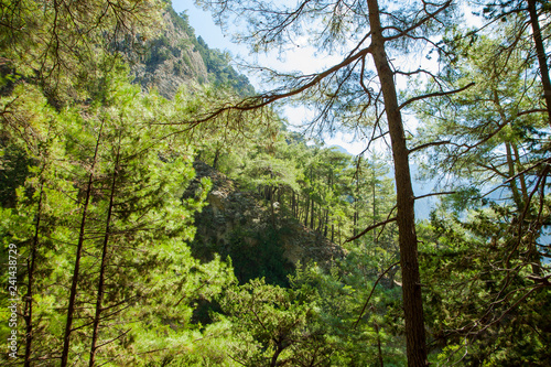 Pine forest in the mountains. Beautiful mountain landscape. Samaria Gorge  Crete  Greece .