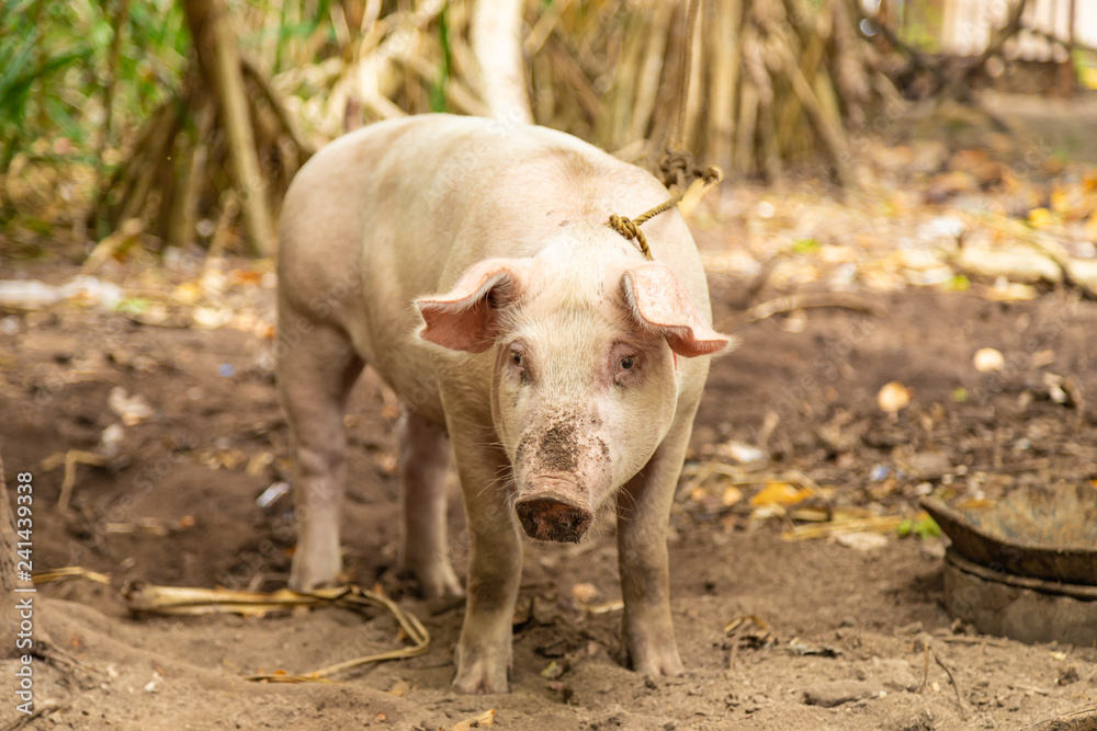 Young pink pig on the backyard ground. Balicasag Island, Philippines. Young pink pig on the backyard ground. Balicasag Island, Philippines.