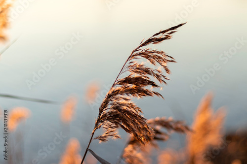 Beach grass covering beautiful golden sunset at the beach photo