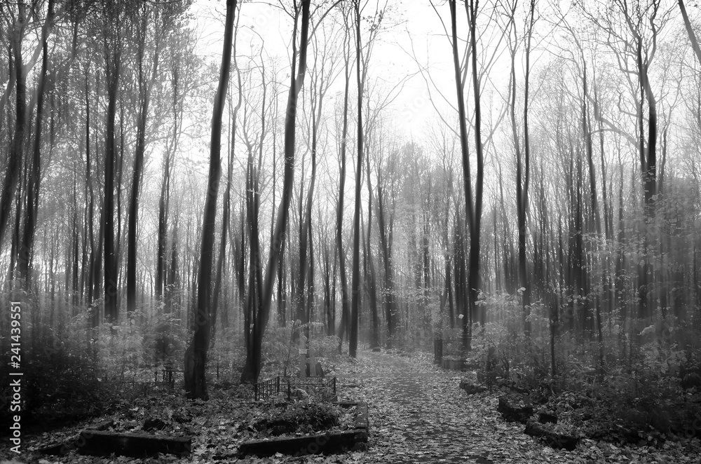 Fototapeta premium Dark black and white evil forest landscape background