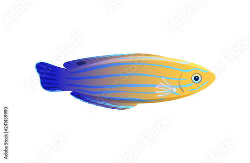 Striped Yellow and Blue Wrasse Isolated on White photo