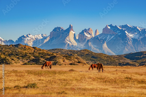 TORRES DEL PAINE  CHILE. grazing horses in front of the magnificent mountain range