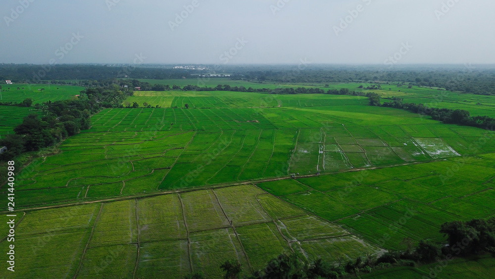 Green rice fields in Sri Lanka from the height of bird flight