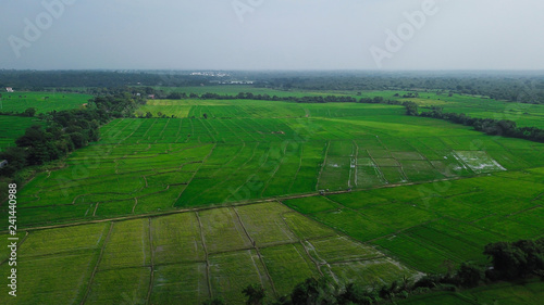 Green rice fields in Sri Lanka from the height of bird flight