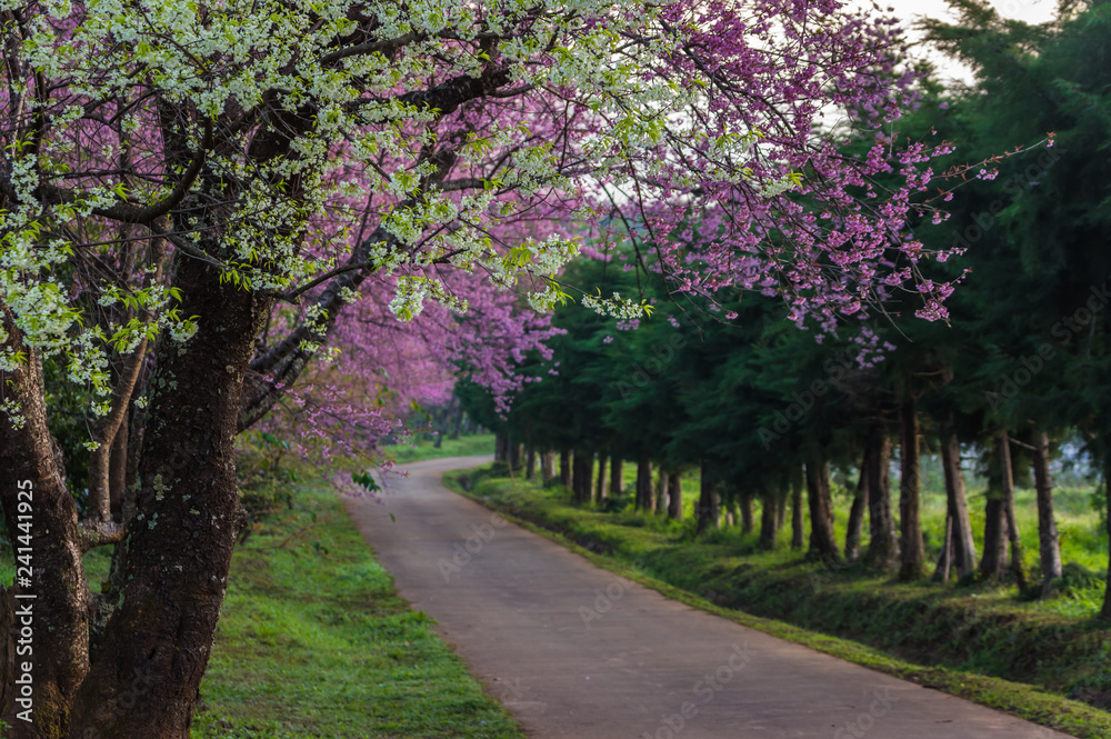 cherry blossoms in full bloom