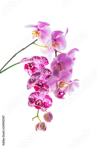 Fototapeta Naklejka Na Ścianę i Meble -  Orchid Flowers Isolated on White Background with Copy Space. Selective focus.