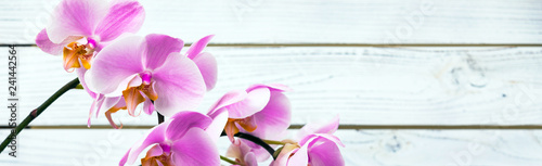 Orchid Flowers on White Wooden Background. Selective focus.