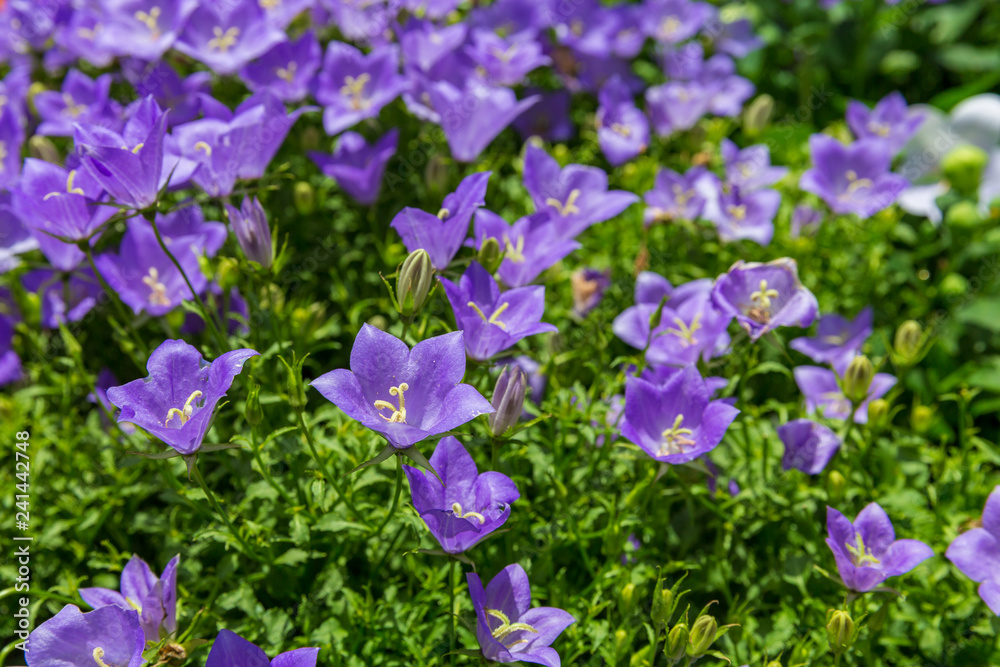 Small glade of blue platycodon grandiflorus with green leaves Small glade of blue platycodon grandiflorus with green leaves