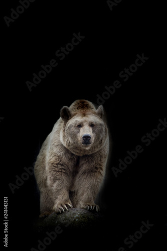 Braunbär vor einem schwarzen isolierten Hintergrund