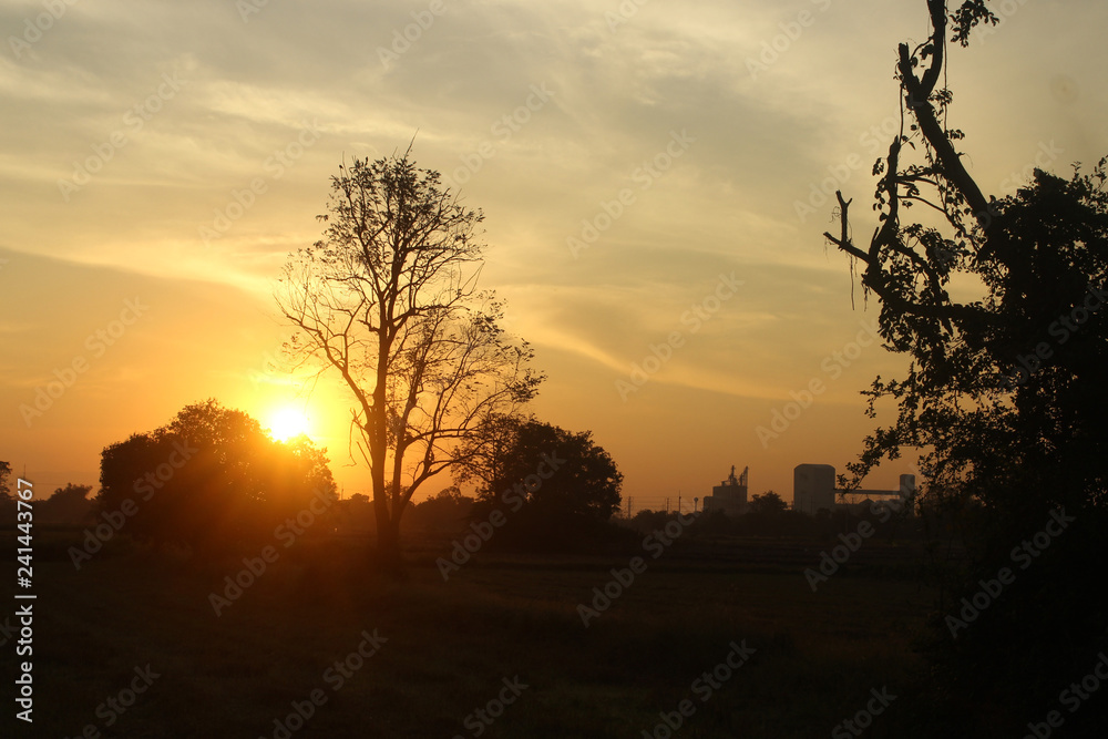 Fototapeta premium morning light